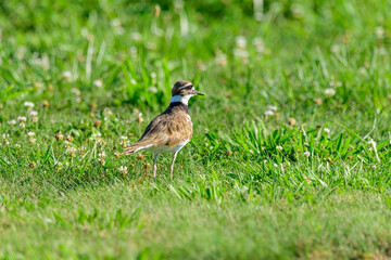 Killdeer running through grasses