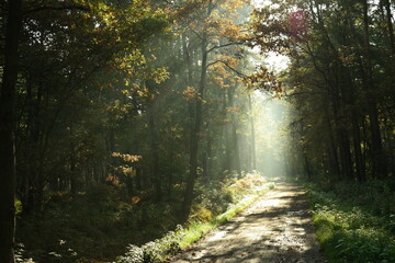 Fototapeta premium morning in the forest