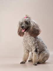 curly little poodle on a beige background. Portrait of a happy pet in the studio