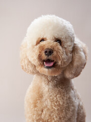 curly little poodle on a beige background. Portrait of a happy pet in the studio