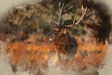 Digital watercolor painting of Stunning picture of a herd of red deer stags Cervus Elaphus in glowing golden dawn sunlight in forest landscape scene with stunning light