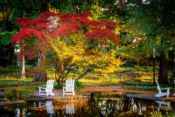 Obraz premium Red and yellow tree in autumn with white deckchairs in Hamburg city park