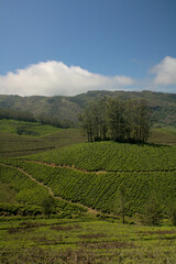 Fototapeta na wymiar tea plantation 