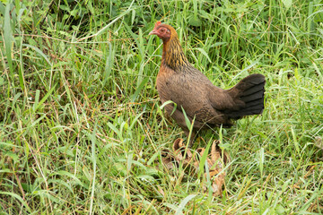 A mother hen is taking her cubs to feed.