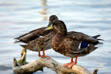Ducks resting on a tree trunk