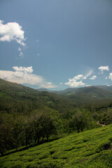 Obraz premium tea plantation in the mountains 