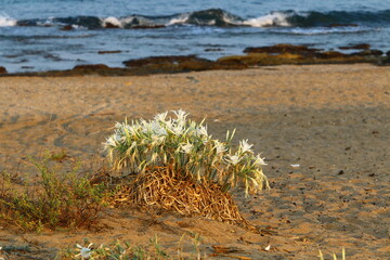 Pancrasium grows on the sand on the shores of the Mediterranean Sea.
