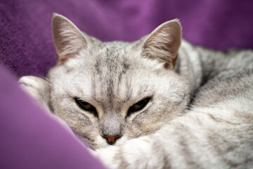 The cat is sleeping. Close-up of a sleeping cat muzzle, eyes closed. Against the background of a purple blanket. Favorite Pets, cat food.