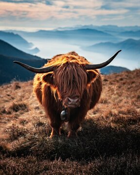 Vertical shot of a highland cattle with long horns and brown hair in the field