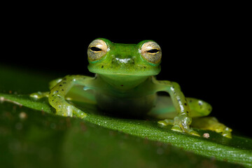 Close up of an Emerald Glass Frog or Nicaragua Giant Glass Frog (Spadarana prosoblepon) on a green leaf and black background.

Rana de cristal esmeralda.