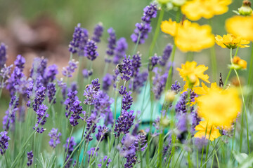 Lavender flowers with a bee