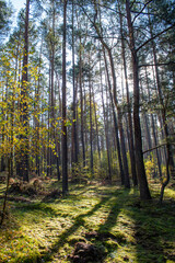 Fototapeta na wymiar Forest in early autumn on a sunny day