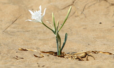 Pancrasium grows on the sand on the shores of the Mediterranean Sea.