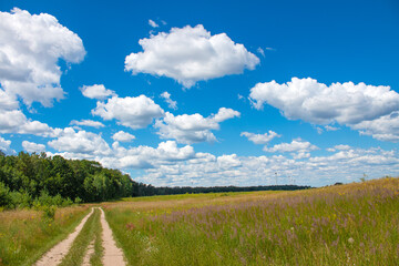 Fototapeta na wymiar Meadow with blue sky in sunny weather 