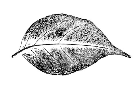 texture of foliage imprint on paper, leaf texture on a white background