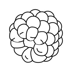 ripe blackberry line icon vector illustration