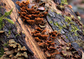 Close up of a group of brown mushrooms growing on a log in the Bingen Forest of Germany.