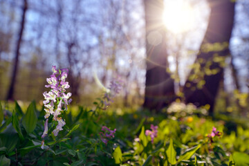 Close up of spring flowers hollowroot Corydalis cava over scenic sunrise blurred background with soft focus highlights