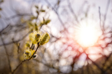 Spring branches of pussy willow on colorful blurred background. Fluffy yellow willow earrings. Willow branch with catkins