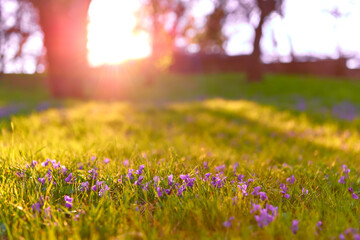 Nature spring background with Viola odorata blooming (Sweet Violet, English Violet, Common Violet, or Garden Violet), with blurred grass and trees. Spring concept