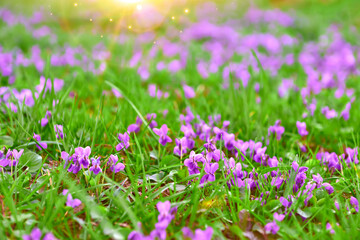 Common violets (Viola Odorata) flowers in bloom in the garden close up. Selective focus and macro detail of a beautiful purple spring flower. Spring concept
