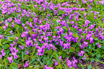 Common violets (Viola Odorata, Sweet Violet, English Violet or Garden Violet) flowers in bloom in the garden close up. Beautiful purple spring flower. Spring concept