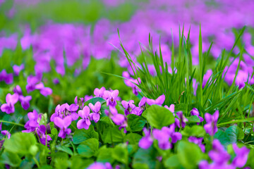 Common violets (Viola Odorata) flowers in bloom in the garden close up. Selective focus and macro detail of a beautiful purple spring flower. Spring concept