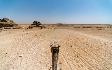 desert in egypt and camel head