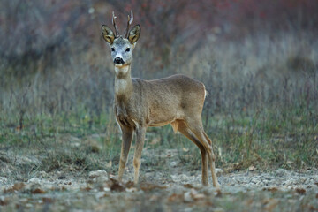 Roebuck by the forest and bushes