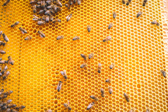 Close up of honeycomb with honey and bees