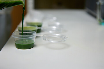 Vitamin drink wheatgrass is poured into special containers for portion use. Wheatgrass juice...