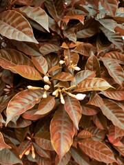 Vertical shot of white buds on tree branches with brownish-orange leaves