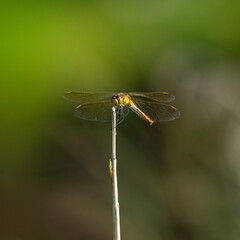 Blutrote Heidelibelle, junges Weibchen