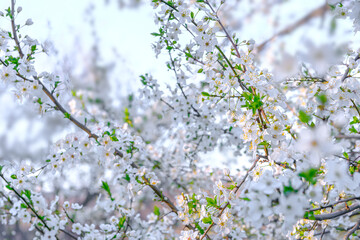 Beautiful floral spring abstract background of nature. Branches of blossoming fruit tree with soft focus background. For easter and spring greeting cards with copy space