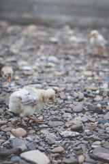 Close up of small white chick walking on stones