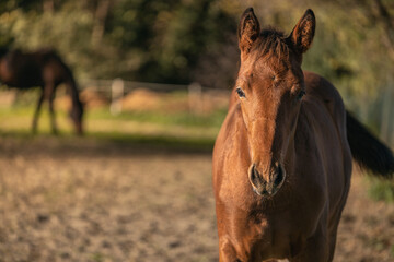 Obraz premium Portrait of cute little of foal stands in a Summer paddock