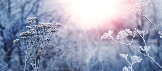 Sunny morning in a winter forest with frost-covered plants