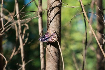 butterfly on a flower