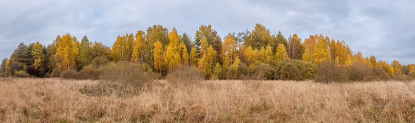 Panorama glade with dry grass and autumn forest.  - 546083595