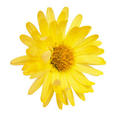 Bright beautiful yellow flower spring isolated on the white background
