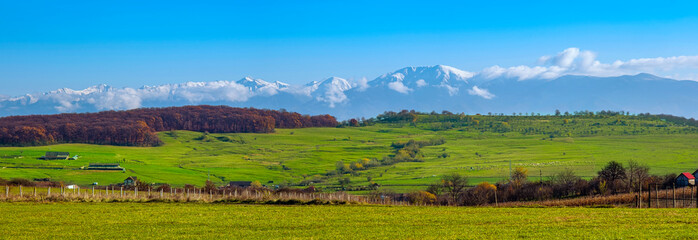 Fototapeta na wymiar the country scene with grazing sheep and the Romanian Fagaras mountains in the background, Sibiu county