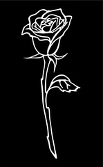 white contour drawing of a large rose flower on a black background, isolated element, decor