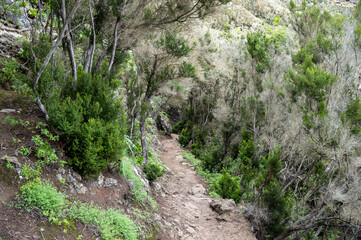 Fairy trail in Anaga National Park. Laurisilva woodlands, small pine enclaves.