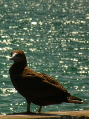 Fisher Bird. Showin us the beautiful nature of the beach life. 