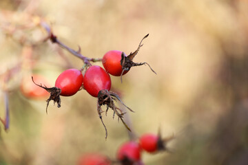Ripe rosehip berries on a bush. Red medicinal fruits of briar