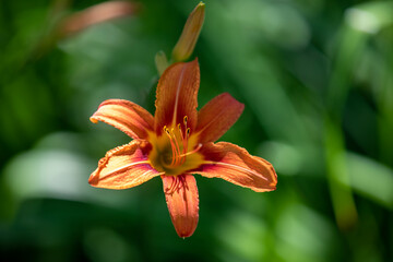 Daylilies captured from a garden in the summer sunshine.