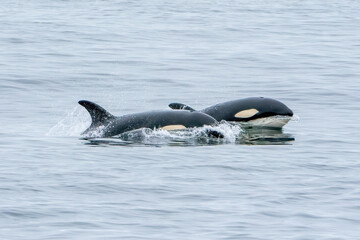 Fototapeta premium Killer Whale Orca swimming in Monterey Bay Marine Sanctuary