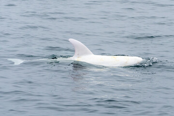 Naklejka premium A rare photo of Casper, an albino Risso's dolphin in the Monterey Bay Marine Sanctuary.
