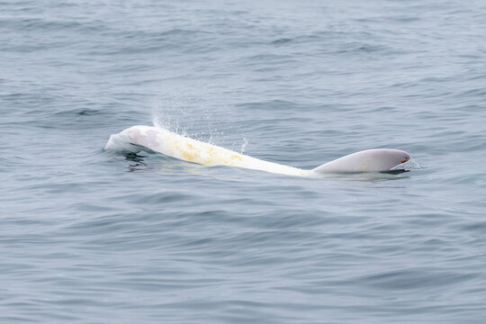 A rare photo of Casper, an albino Risso's dolphin in the Monterey Bay Marine Sanctuary.