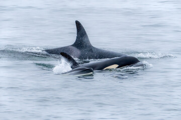 Obraz premium Killer Whale Orca swimming in Monterey Bay Marine Sanctuary